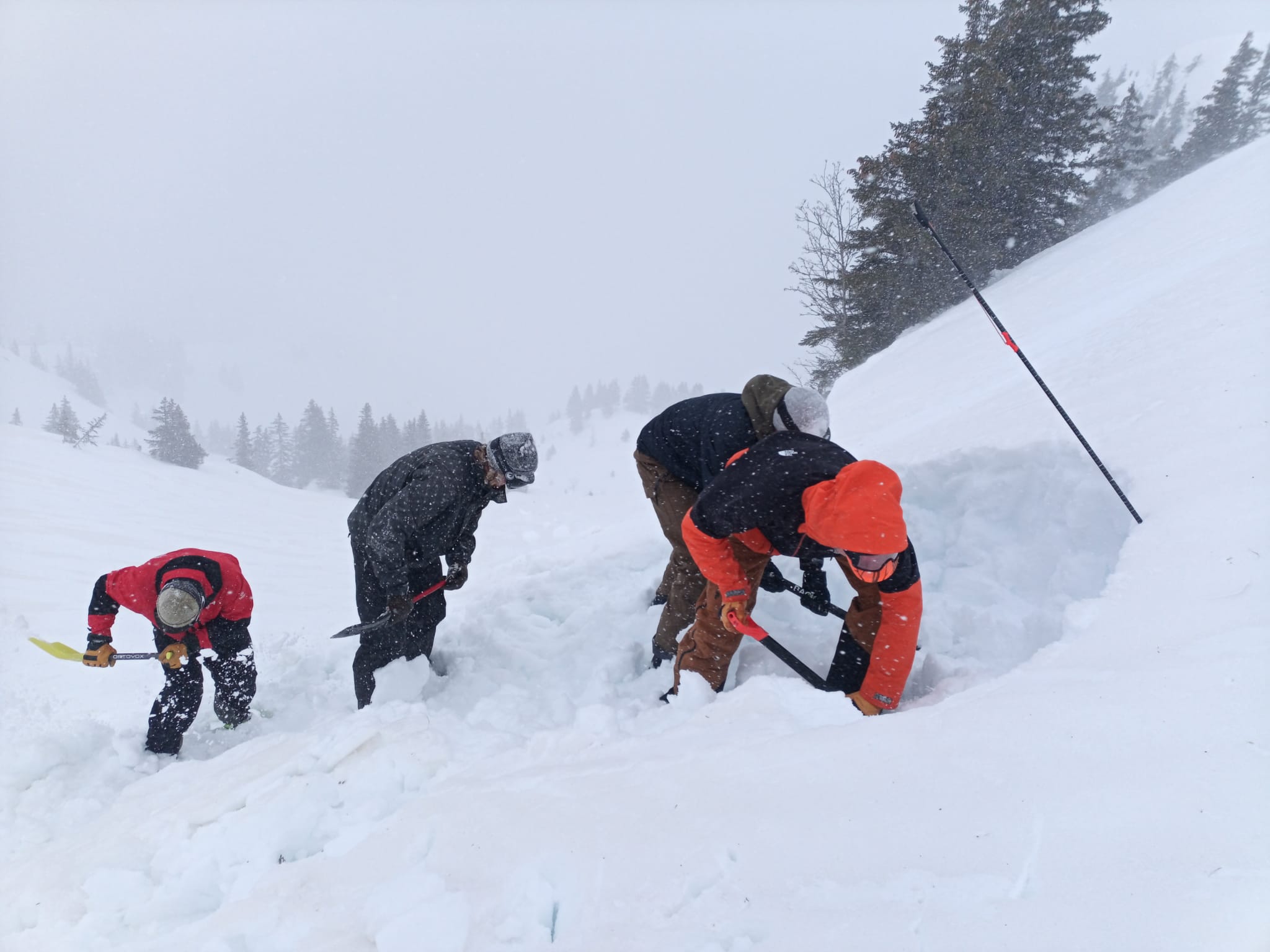 pelletage en u nico simon 5